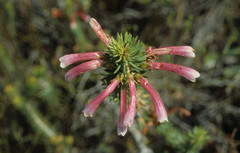 Erica thomae