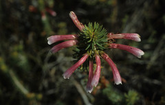 Erica thomae