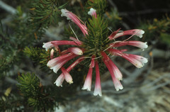 Erica thomae