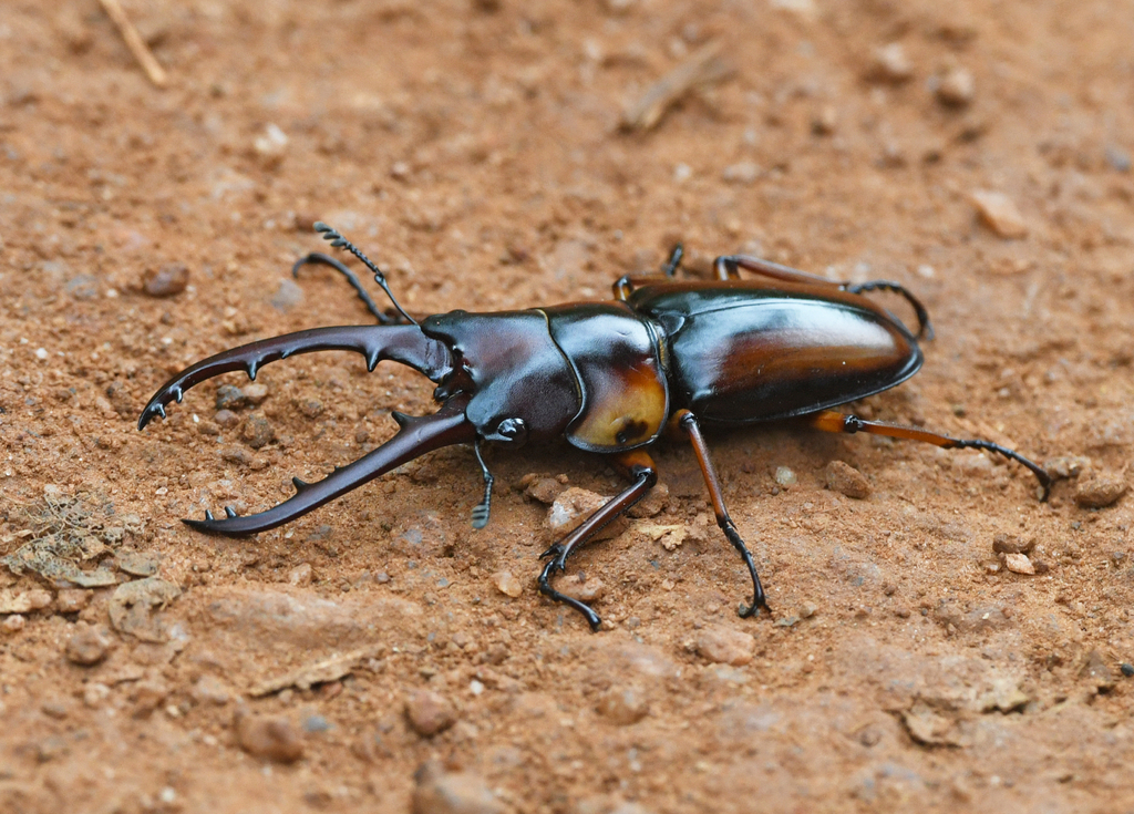Prosopocoilus savagei