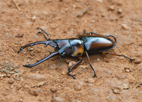 Prosopocoilus savagei