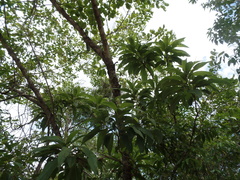 Vernonia kenteocephala