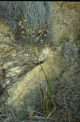 Eulophia bolusii