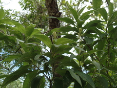 Vernonia kenteocephala