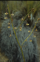 Eulophia bolusii