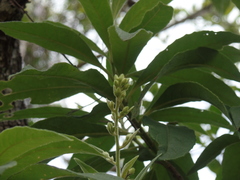 Vernonia kenteocephala