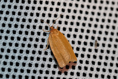 Aphelia viburnana