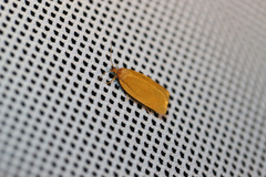 Aphelia viburnana