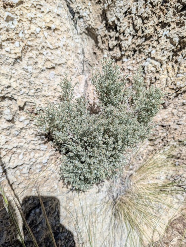 Johnstonella racemosa observed 2026-04-11