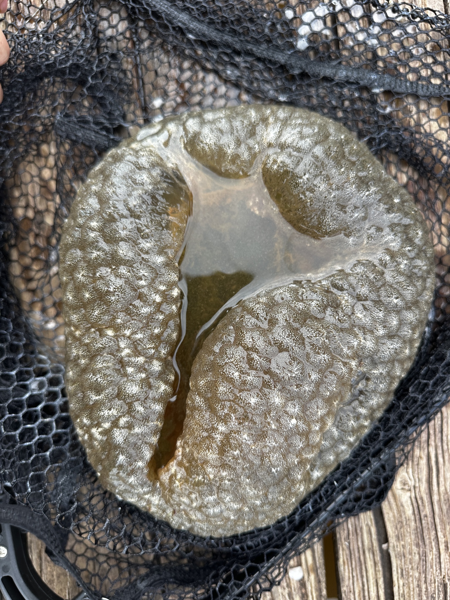 Pectinatella magnifica (Leidy, 1851)