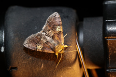 Tethea ocularis