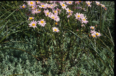 Senecio grandiflorus