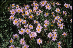 Senecio grandiflorus