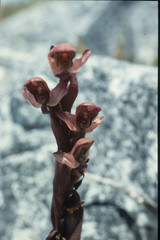 Disa ophrydea