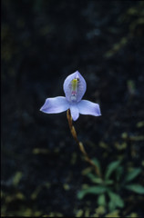Disa maculata