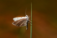 Myelois circumvoluta