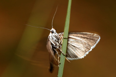 Myelois circumvoluta