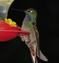 Urochroa bougueri