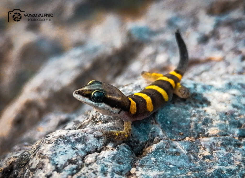 Angola Banded Thick-Toed Gecko