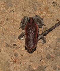 Pseudophryne raveni