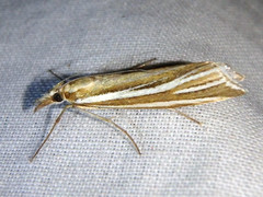 Hednota relatalis