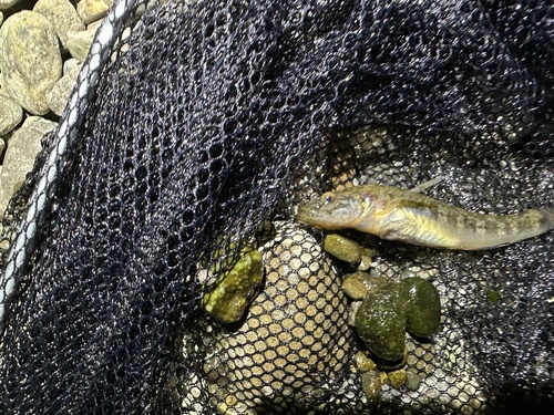 Gymnogobius urotaenia
