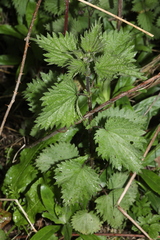 Pŕhľava dvojdomá (Urtica dioica): pôvod a využitie — fotografia 3