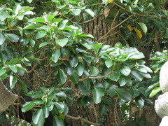 Dendropanax trifidus