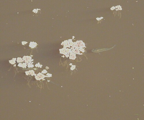 Jenynsia lineata