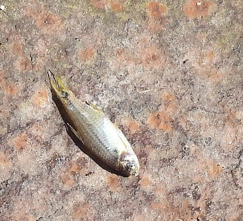 Uruguay tetra (Cheirodon interruptus) — Characidae