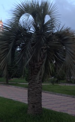 Arecaceae