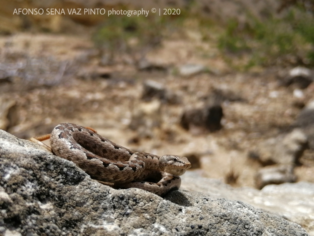 Western Bark Snake
