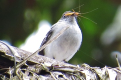 Torrent Tyrannulet photo 4