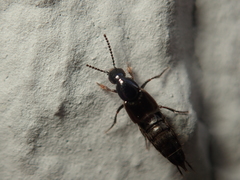 Philonthus concinnus