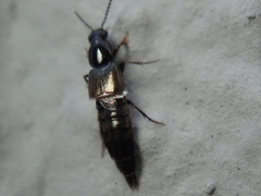 Philonthus concinnus