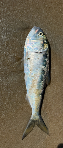 Brevoortia tyrannus