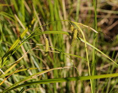 Carex fascicularis