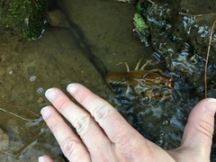 Lacunicambarus polychromatus