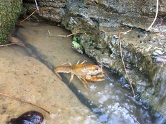 Lacunicambarus polychromatus
