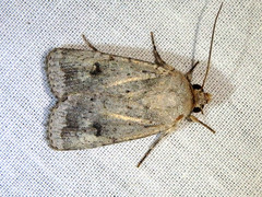 Proteuxoa amaurodes