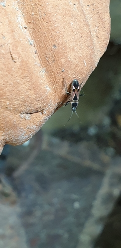 Raglius tristis