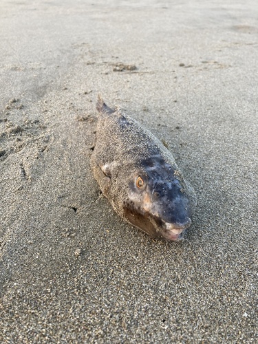 Peruvian puffer (Sphoeroides sechurae) — Tetraodontidae — 3