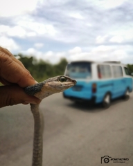 Dispholidus typus punctatus