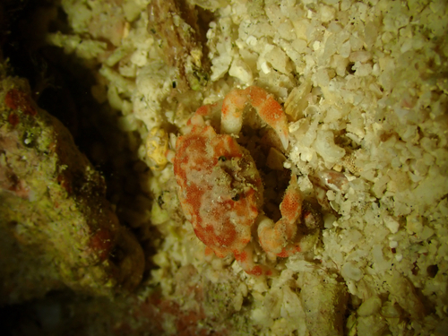 Nucia speciosa observed 2026-04-11