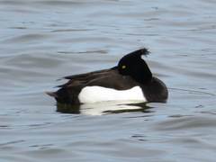 Aythya fuligula