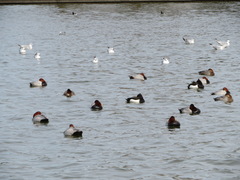 Aythya fuligula