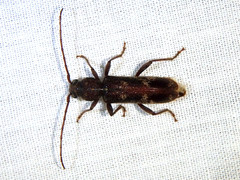 Phacodes