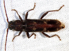 Phacodes
