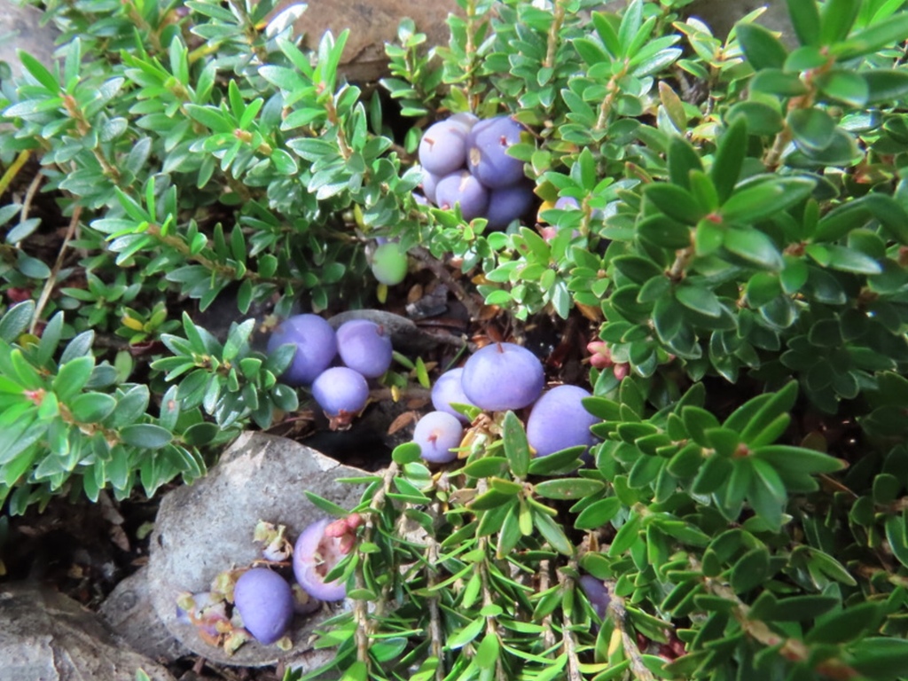 Lilac Berry