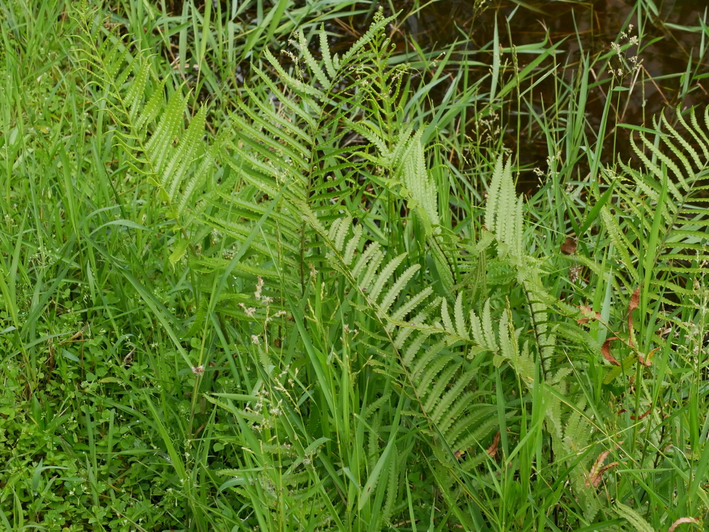 Cyclosorus